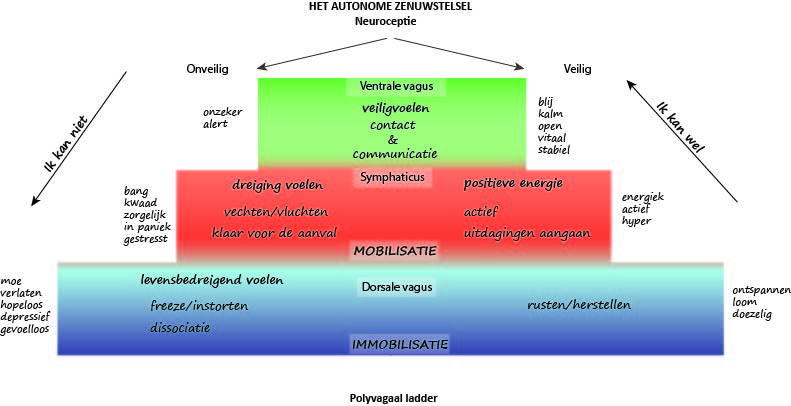 polyvagaal ladder